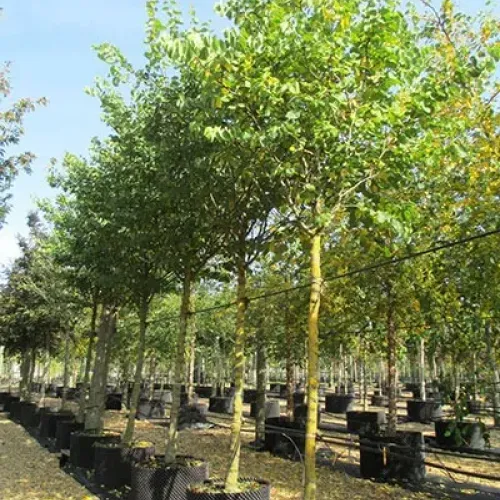 Arborele lui Iuda , Cercis siliquastrum, diametru tulpina 10/12 , ghiveci 25lt