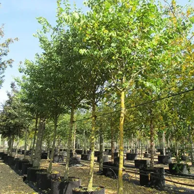 Arborele lui Iuda , Cercis siliquastrum, diametru tulpina 10/12 , ghiveci 25lt Arborele lui Iuda , Cercis siliquastrum, diametru tulpina 10/12 , ghiveci 25lt