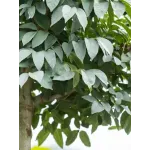 Frasin , Fraxinus ornus mecsek ; H230-240 cm , ghiveci 25lt Frasin , Fraxinus ornus mecsek ; H230-240 cm , ghiveci 25lt