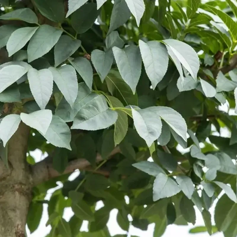 Frasin , Fraxinus ornus mecsek ; H230-240 cm , ghiveci 25lt Frasin , Fraxinus ornus mecsek ; H230-240 cm , ghiveci 25lt