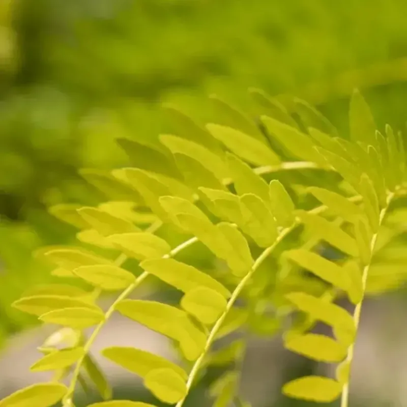 Gleditsia triacanthos Sunburst , 240-260 cm , clt 18 Gleditsia triacanthos Sunburst , 240-260 cm , clt 18