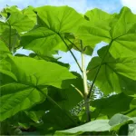 Paulownia tomentosa 350+ cm Paulownia tomentosa 350+ cm