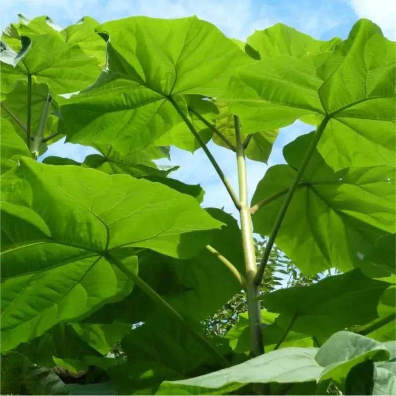 Paulownia tomentosa 350+ cm Paulownia tomentosa 350+ cm