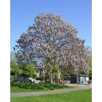 Arborele prințesei , Paulownia , diametru tulpina 12/14cm , ghiveci 25lt Arborele prințesei , Paulownia , diametru tulpina 12/14cm , ghiveci 25lt