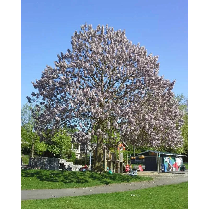 Arborele prințesei , Paulownia , diametru tulpina 12/14cm , ghiveci 25lt Arborele prințesei , Paulownia , diametru tulpina 12/14cm , ghiveci 25lt
