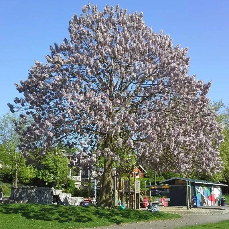 Arborele prințesei , Paulownia , diametru tulpina 12/14cm , ghiveci 25lt Arborele prințesei , Paulownia , diametru tulpina 12/14cm , ghiveci 25lt