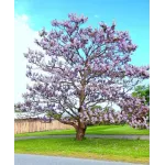 Paulownia tomentosa 350+ cm Paulownia tomentosa 350+ cm