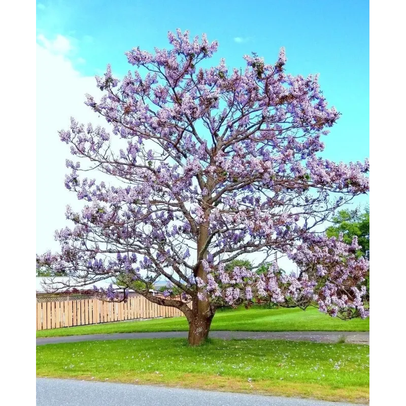 Arborele Prințesei , Paulownia tomentosa , H350+ cm , ghiveci 35lt Arborele Prințesei , Paulownia tomentosa , H350+ cm , ghiveci 35lt