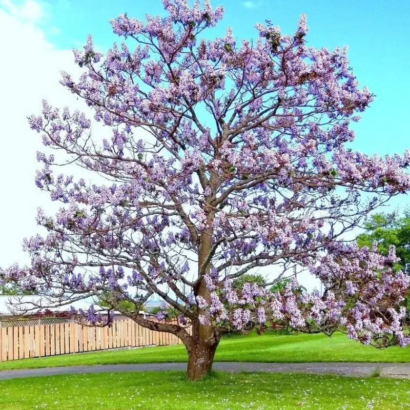 Paulownia tomentosa 350+ cm Paulownia tomentosa 350+ cm