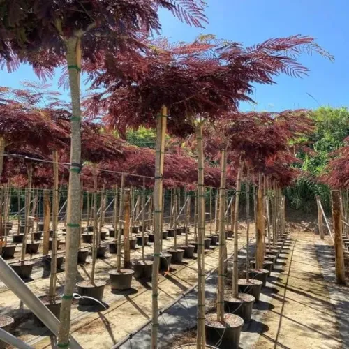 Arborele de mătase , Albizia Summer Chocolate , H60/80 cm , ghiveci 3lt