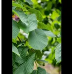 Ulmus 'Camperdownii' ; 200 cm Ulmus 'Camperdownii' ; 200 cm