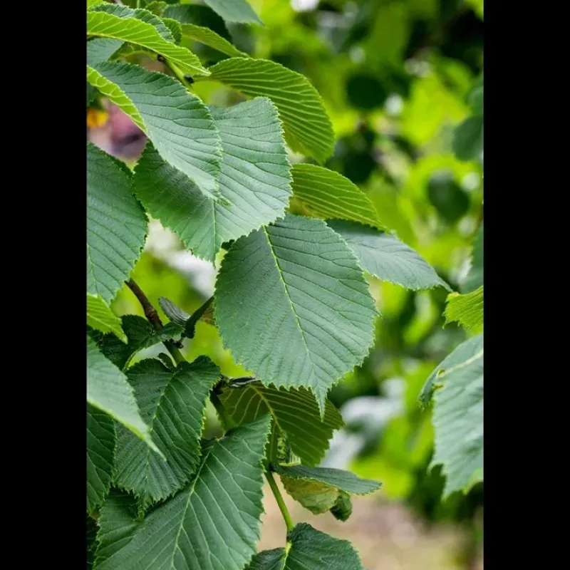 Ulmus 'Camperdownii' ; 200 cm Ulmus 'Camperdownii' ; 200 cm