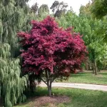 Arțar japonez , Acer palmatum 'Atropurpureum' , H30-40 cm , ghiveci 3lt Arțar japonez , Acer palmatum 'Atropurpureum' , H30-40 cm , ghiveci 3lt