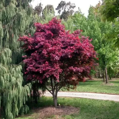 Arțar japonez , Acer palmatum 'Atropurpureum' , H30-40 cm , ghiveci 3lt