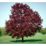 Acer platanoides Royal Red , 240-260 cm , clt 25 Acer platanoides Royal Red , 240-260 cm , clt 25
