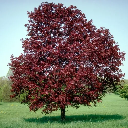 Artar , Acer platanoides Royal Red , 240-260 cm , clt 25