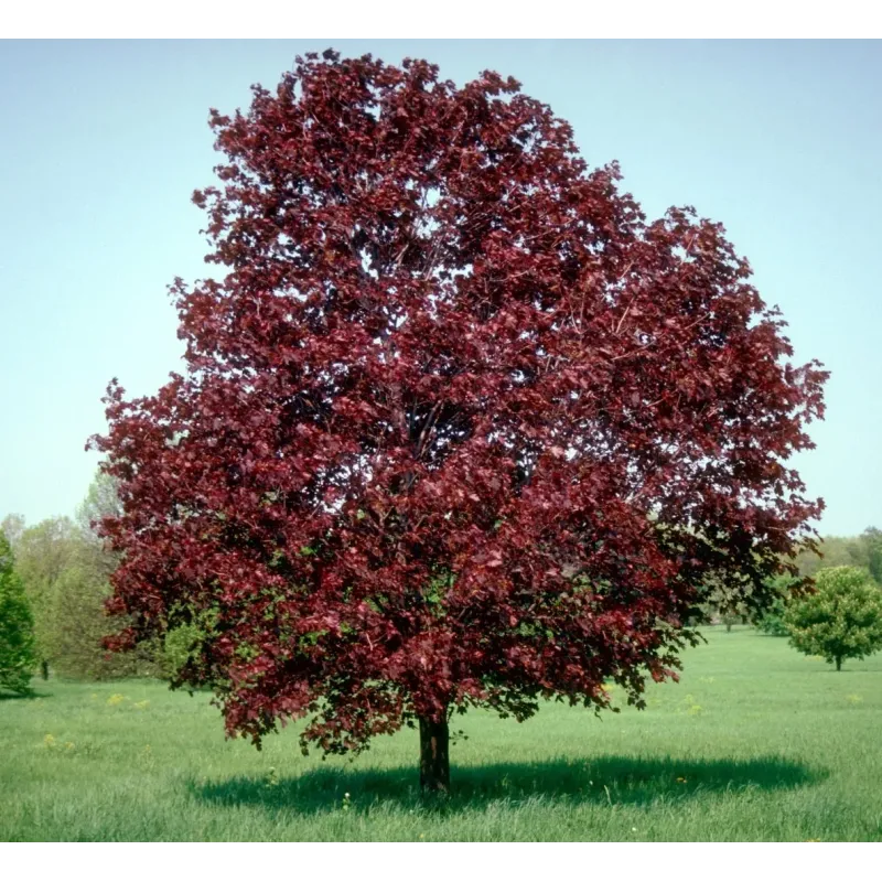 Artar , Acer platanoides Royal Red , 240-260 cm , clt 25 Artar , Acer platanoides Royal Red , 240-260 cm , clt 25