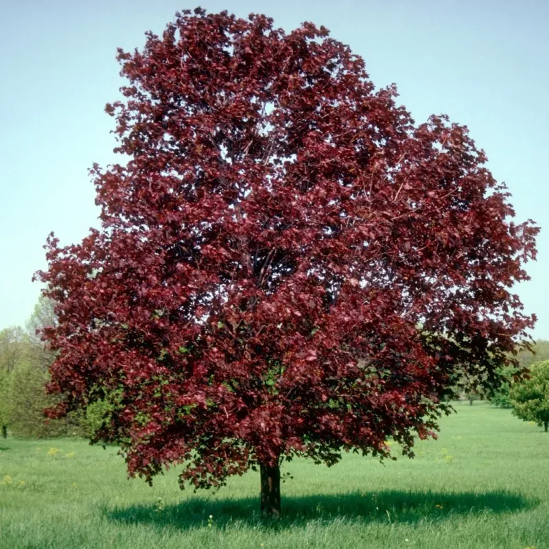 Acer platanoides Royal Red , 240-260 cm , clt 25 Acer platanoides Royal Red , 240-260 cm , clt 25