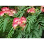 Arborele de mătase , Albizia julibrissin , diametru tulpina 10/12 , ghiveci 25lt Arborele de mătase , Albizia julibrissin , diametru tulpina 10/12 , ghiveci 25lt