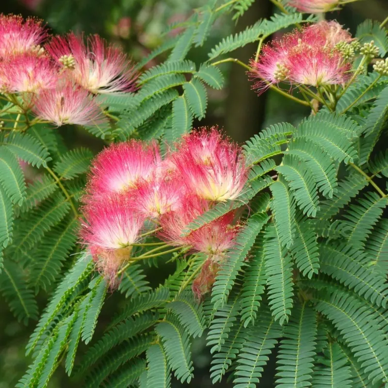Arborele de mătase , Albizia julibrissin , diametru tulpina 10/12 , ghiveci 25lt Arborele de mătase , Albizia julibrissin , diametru tulpina 10/12 , ghiveci 25lt