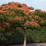 Albizia Julibrissin Ombrella Rosso 60/80 Albizia Julibrissin Ombrella Rosso 60/80