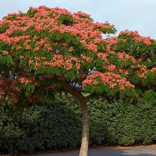 Arborele de mătase , Albizia Julibrissin Ombrella Rosso ,H60/80 , ghiveci 3lt