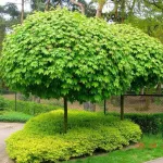 Arțar norvegian globular , Acer platanoides 'Globosum' , diametru tulpina 10/12 cm , ghiveci 25lt Arțar norvegian globular , Acer platanoides 'Globosum' , diametru tulpina 10/12 cm , ghiveci 25lt