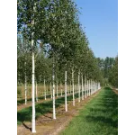 Mesteacan umbrela , Betula utilis Long Trunk , H150-170 cm , ghiveci 18lt
