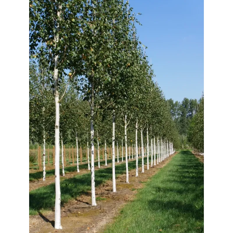 Mesteacan umbrela , Betula utilis Long Trunk , H150-170 cm , ghiveci 18lt