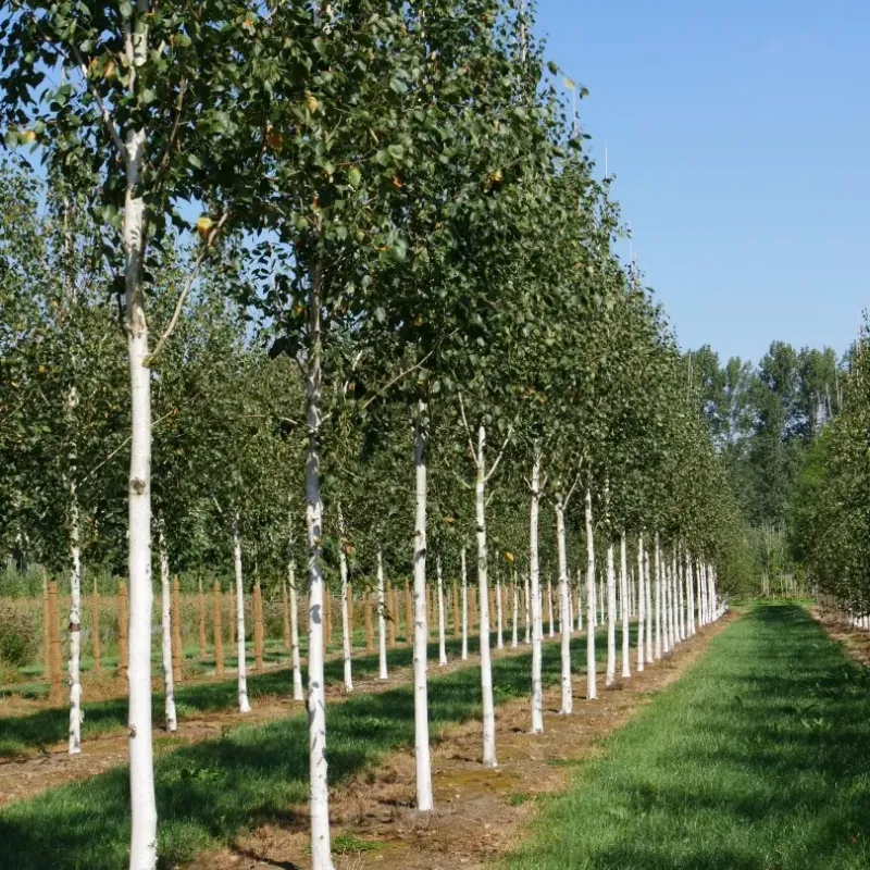 Mesteacan umbrela , Betula utilis Long Trunk , H150-170 cm , ghiveci 18lt