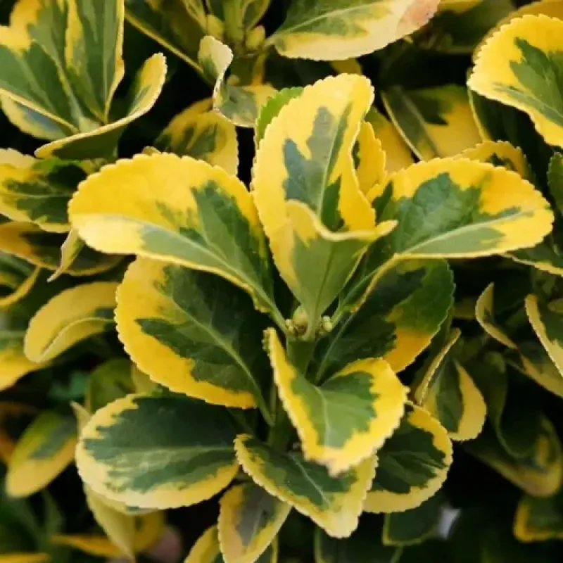 Planta Euonymus japonicus, Fusain japonez, H 20-25 cm, ghiveci 0, 5L