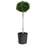 Chamaecyparis obtusa 'Nana Gracilis' 1/4 , 40-50 cm H Chamaecyparis obtusa 'Nana Gracilis' 1/4 , 40-50 cm H