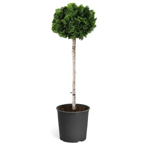 Chamaecyparis obtusa 'Nana Gracilis' 1/4 , 40-50 cm H