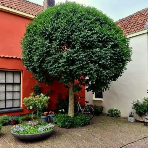 Frasin , Fraxinus ornus mecsek ; H230-240 cm , ghiveci 25lt