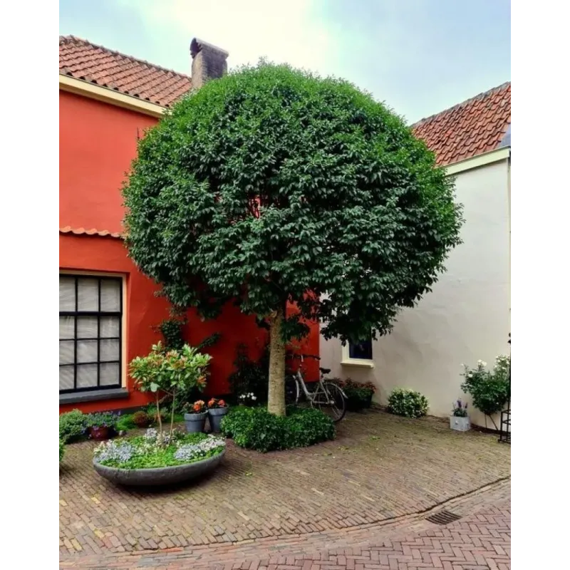 Frasin , Fraxinus ornus mecsek ; H230-240 cm , ghiveci 25lt Frasin , Fraxinus ornus mecsek ; H230-240 cm , ghiveci 25lt