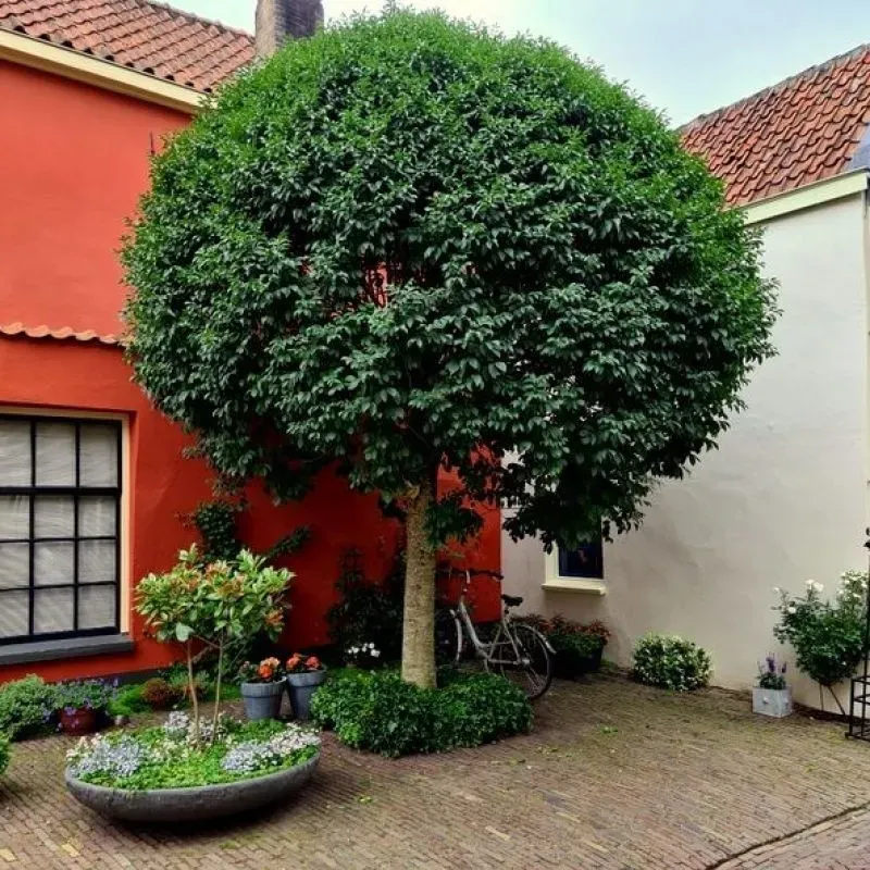 Frasin , Fraxinus ornus mecsek ; H230-240 cm , ghiveci 25lt Frasin , Fraxinus ornus mecsek ; H230-240 cm , ghiveci 25lt