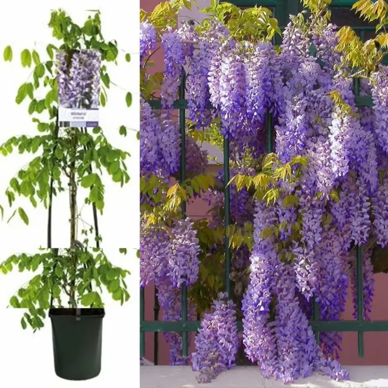 Wisteris Sinensis (Glicina) Mov, 90+ cm inaltime