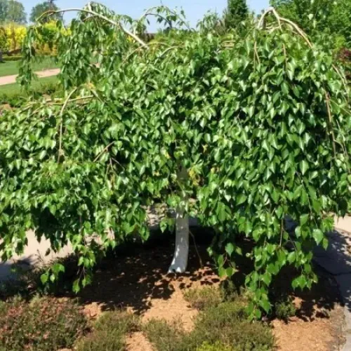 Mesteacan umbrela , Betula utilis Long Trunk , H150-170 cm , ghiveci 18lt