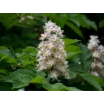 Castan sălbatic , Aesculus hippocastanum , diametru tulpina 12/14 cm , ghiveci 25lt Castan sălbatic , Aesculus hippocastanum , diametru tulpina 12/14 cm , ghiveci 25lt