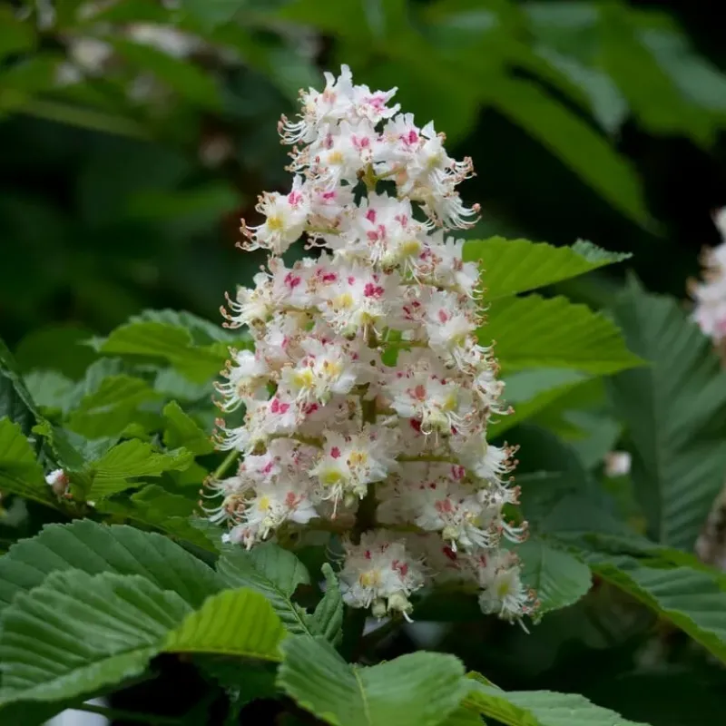 Castan sălbatic , Aesculus hippocastanum , diametru tulpina 12/14 cm , ghiveci 25lt Castan sălbatic , Aesculus hippocastanum , diametru tulpina 12/14 cm , ghiveci 25lt