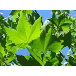 Platan londonez , Platanus × acerifolia , diametru tulpina 12/14cm , ghiveci 25lt Platan londonez , Platanus × acerifolia , diametru tulpina 12/14cm , ghiveci 25lt