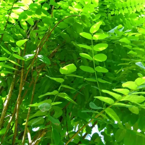 Salcam Globular , Robinia pseudoacacia 'Umbraculifera' ,H240-260 cm , clt 25 Salcam Globular , Robinia pseudoacacia 'Umbraculifera' ,H240-260 cm , clt 25