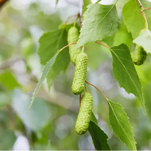 Mesteacăn alb - Betula alba , diametru tulpina 16/18 , ghiveci 55lt Mesteacăn alb - Betula alba , diametru tulpina 16/18 , ghiveci 55lt