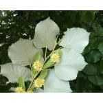 Tei argintiu , tilia tomentosa , diametru tulpina 12/14 cm , ghiveci 25lt Tei argintiu , tilia tomentosa , diametru tulpina 12/14 cm , ghiveci 25lt