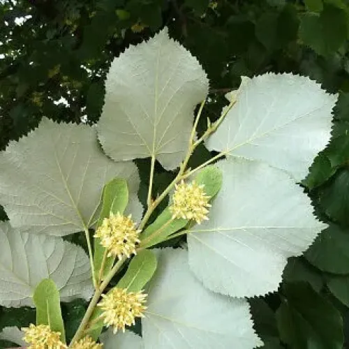 Tei argintiu , tilia tomentosa , diametru tulpina 12/14 cm , ghiveci 25lt Tei argintiu , tilia tomentosa , diametru tulpina 12/14 cm , ghiveci 25lt