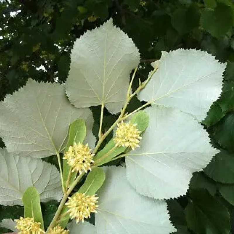 Tei argintiu , tilia tomentosa , diametru tulpina 12/14 cm , ghiveci 25lt Tei argintiu , tilia tomentosa , diametru tulpina 12/14 cm , ghiveci 25lt