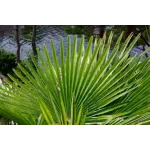 Chamaerops excelsa , Palmier , diametru tulpina 65 cm , inaltime tulpina 180 cm , inaltime totala 280 +cm Chamaerops excelsa , Palmier , diametru tulpina 65 cm , inaltime tulpina 180 cm , inaltime totala 280 +cm