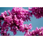 Arborele lui Iuda , Cercis siliquastrum, diametru tulpina 10/12 , ghiveci 25lt Arborele lui Iuda , Cercis siliquastrum, diametru tulpina 10/12 , ghiveci 25lt