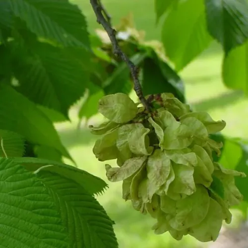 Ulm scoțian pendular , Ulmus glabra 'Pendula' , diametru tulpina 14/16cm , ghiveci 35lt 