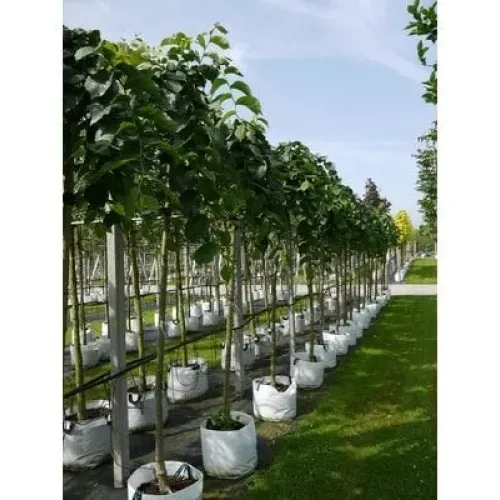 Ulm scoțian pendular , Ulmus glabra 'Pendula' , diametru tulpina 14/16cm , ghiveci 35lt 